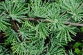 Drops of water on larch needles Royalty Free Stock Photo