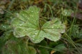 Drops of water on leaf