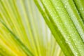 Drops of water on leaf of a palmtree Royalty Free Stock Photo