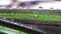 Drops of Water on a Leaf of Red Edged Dracaena. Macro Image of Natural Rain, Dew Drops. Gardening, Fresh Water, Environmental