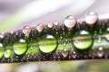 Drops of Water on a Leaf of Red Edged Dracaena. Macro Image of Natural Rain, Dew Drops. Gardening, Fresh Water, Environmental