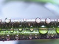 Drops of Water on a Leaf of Red Edged Dracaena. Macro Image of Natural Rain, Dew Drops. Gardening, Fresh Water, Environmental