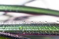 Drops of Water on a Leaf of Red Edged Dracaena. Macro Image of Natural Rain, Dew Drops. Gardening, Fresh Water, Environmental