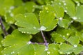 Drops of water on Leaves of Flowers of  Aquilegia vulgaris  European columbine, Common columbine, Granny`s nightcap, Granny`s Royalty Free Stock Photo