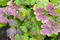 Drops of water on Leaves of Flowers of  Aquilegia vulgaris  European columbine, Common columbine, Granny`s nightcap, Granny`s Royalty Free Stock Photo