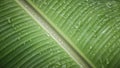 Drops of water on the leaves. green nature background