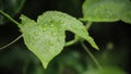 Drops of water on the leaves. green nature background