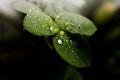 Drops of water on the leaves after the rain on the garden - green life Royalty Free Stock Photo