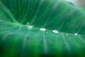 Drops of water on the leaves after the rain Royalty Free Stock Photo