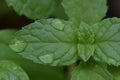 water droplets on leaves Royalty Free Stock Photo