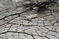 The drops of water left over from the rain hang on the dried leaves Royalty Free Stock Photo