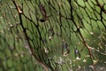 The drops of water left over from the rain hang on the dried leaves Royalty Free Stock Photo