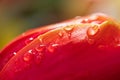 drops of water on a liulpan petal close-up Royalty Free Stock Photo