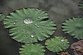 Drops of water on lotus leaf Royalty Free Stock Photo