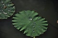 Drops of water on lotus leaf Royalty Free Stock Photo