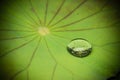 Drops of Water on Lotus Leaf Royalty Free Stock Photo