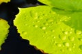 Drops of water on Lotus leaf. Royalty Free Stock Photo