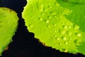 Drops of water on Lotus leaf. Royalty Free Stock Photo