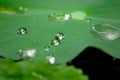 Drops of water on a lotus leaf Royalty Free Stock Photo