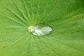 Drops of water on a lotus leaf. Royalty Free Stock Photo