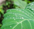 Drops of Water on Lotus Leaf Royalty Free Stock Photo