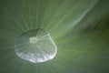 Drops of Water on Lotus Leaf Royalty Free Stock Photo