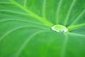 Drops of water on a lotus leaf Royalty Free Stock Photo