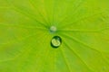 Drops of water on a lotus leaf Royalty Free Stock Photo