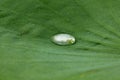 Drops of water on a lotus leaf. Royalty Free Stock Photo