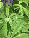 Drops of water on lupine leaves after rain Royalty Free Stock Photo