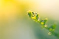 Drops of water macro on green leaf fern Royalty Free Stock Photo