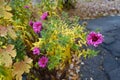 Drops of water on magenta-colored flowers of Michaelmas daisies in November Royalty Free Stock Photo