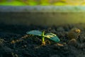 Drops of water and morning dew on the first young green leaves of a cucumber close-up at the dawn of the sun. Growing cucumbers in Royalty Free Stock Photo