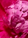 Drops of water on peony flower Royalty Free Stock Photo