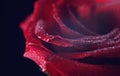 Drops of water on the petals of the red rose. Big plan. Macrophoto roses