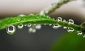 Drops of water on the plant. The reflection of a clock in the drop of water