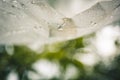 Drops of water after a rain flow down from a polyethylene film against a bokeh outdoors. homemade rain protection outside. Royalty Free Stock Photo