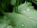 Drops of water after rain on green foliage in the garden.  Waterdrops on a green leafA drop of water above green plant Royalty Free Stock Photo