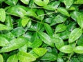 Drops of water after rain on green foliage in the garden.  Waterdrops on a green leafA drop of water above green plant Royalty Free Stock Photo