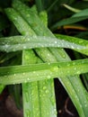 Drops of water after rain on green foliage in the garden.  Waterdrops on a green leafA drop of water above green plant Royalty Free Stock Photo