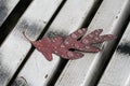 Drops of water on a red oak leaf on a white wooden background Royalty Free Stock Photo