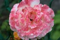 Drops of water remained on the delicate rose petals after a summer rain Royalty Free Stock Photo