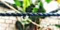 Drops of water on the rope after heavy rain Royalty Free Stock Photo