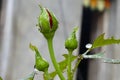 Drops of water rose bud Royalty Free Stock Photo