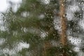 Drops of water run down glass. Rain on transparent surface of window. Blurred forest background. selective focus