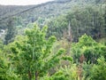 Drops of water rush over a forest full of trees Royalty Free Stock Photo