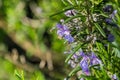 Drops of water shining on rosemary flowers, California Royalty Free Stock Photo