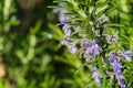Drops of water shining on rosemary flowers, California Royalty Free Stock Photo