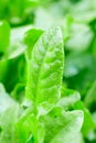 Drops of water on the sorrel after the rain. macro Royalty Free Stock Photo