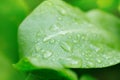 Drops of water on the sorrel after the rain. macro Royalty Free Stock Photo